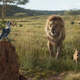 Disney announces photo-realistic <i>Lion King</i> prequel from <i>Moonlight</i>'s Barry Jenkins